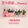 {给妈妈的花} Mini火鹤花母亲节三宝礼盒套装6套装 顺丰包邮 次日发货 昆明发货 商品缩略图0