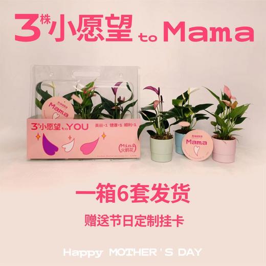{给妈妈的花} Mini火鹤花母亲节三宝礼盒套装6套装 顺丰包邮 次日发货 昆明发货 商品图0