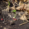 【2023新粮】香畴红小豆500g 颗粒饱满 口感绵密 自然农法种植 商品缩略图5