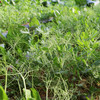 农家豌豆尖  生态种植  每日现摘  新鲜脆嫩  豆香浓郁  200g 商品缩略图2