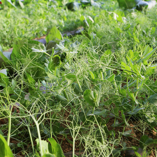 农家豌豆尖  生态种植  每日现摘  新鲜脆嫩  豆香浓郁  200g 商品图2