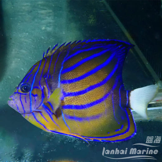 白尾蓝环 商品图4