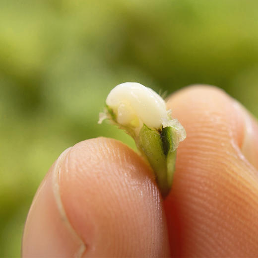青麦仁 |  高膳食纤维高饱腹 Q糯爆浆 鲜嫩清甜 健康轻食 吃法多样 商品图10