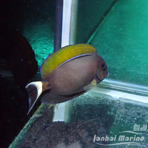 白嘴吊 商品图5