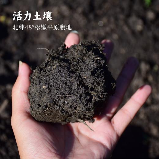 【2023新粮】 黑青豆2斤 黑皮绿芯 颗粒饱满 豆香馥郁  商品图5