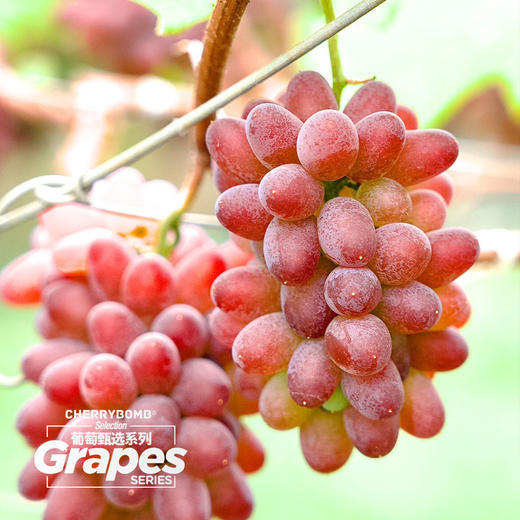 云南茉莉香无籽葡萄 浓甜微微酸 清雅茉莉香 小粒皮薄无籽  顺丰快递 商品图12