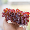 云南茉莉香无籽葡萄 浓甜微微酸 清雅茉莉香 小粒皮薄无籽  顺丰快递 商品缩略图11