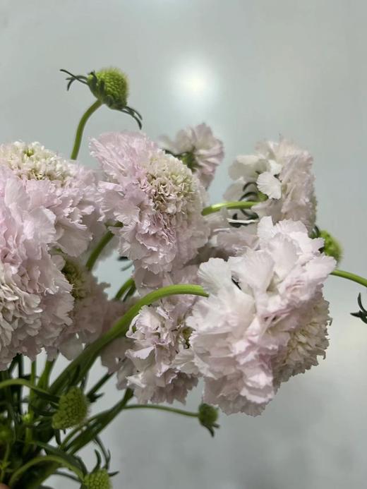 【草莓琥珀】 松虫草  多色可选 商品图11