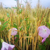 香畴原麦胚芽宽/细面条500g 自然农法自种小麦 0盐 拒绝添加剂 商品缩略图6