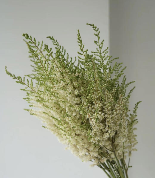 【清新淡雅】国产~落新妇 白色 9-10枝/扎 商品图4