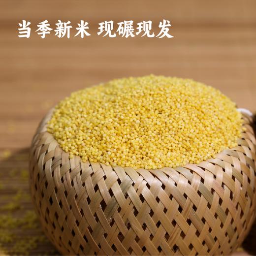 【踏青日】【2023新粮】香畴压塌楼小米380g/1kg 穗大粒沉 米油浓厚 自然农法老种子 商品图6