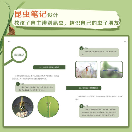 我的虫子朋友   五六年级共读书小学生5年级6年级课外读 商品图1