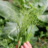 农家豌豆尖  生态种植  每日现摘  新鲜脆嫩  豆香浓郁  200g 商品缩略图5