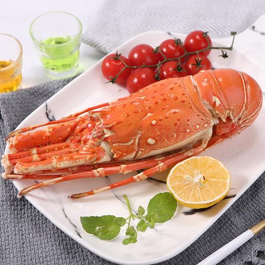 【同城配送 限上海地区】鲜活 越南青龙虾 小青龙 一手货源 商品图2