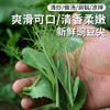 农家豌豆尖  生态种植  每日现摘  新鲜脆嫩  豆香浓郁  200g 商品缩略图0