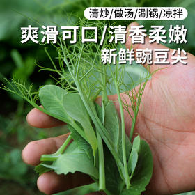 农家豌豆尖  生态种植  每日现摘  新鲜脆嫩  豆香浓郁  200g