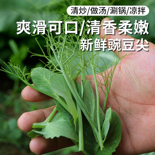 农家豌豆尖  生态种植  每日现摘  新鲜脆嫩  豆香浓郁  200g 商品图0