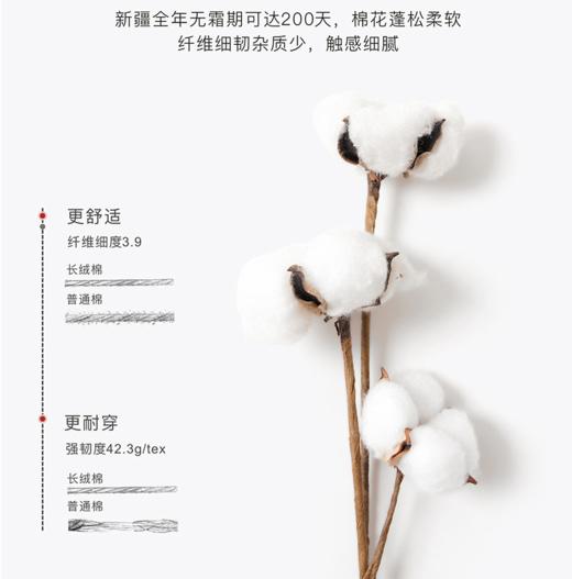 佰达马新疆纯棉螺纹袜 商品图7