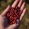 【2023新粮】香畴红小豆500g 颗粒饱满 口感绵密 自然农法种植 商品缩略图6