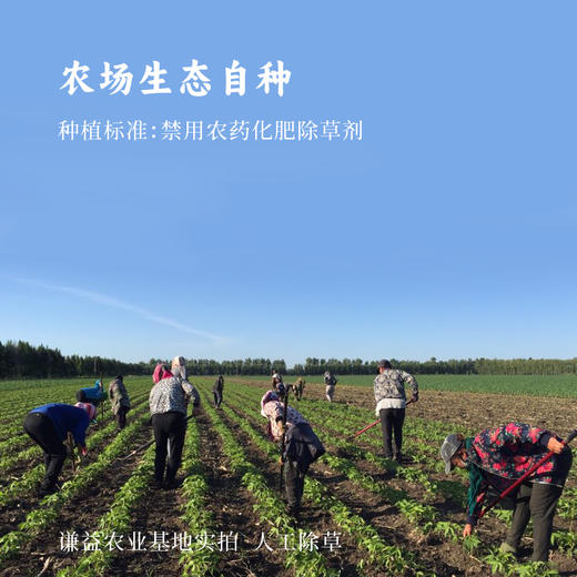 【2023新粮】香畴红小豆500g 颗粒饱满 口感绵密 自然农法种植 商品图4
