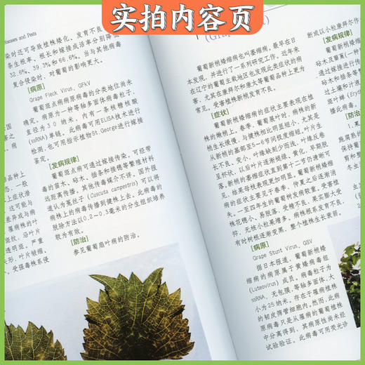 葡萄病虫害原色图鉴-赵奎华主编 葡萄病虫害防治大全书籍 防治问答诊断与防治新技术  葡萄种植栽培技术与管理书籍 原色生态图谱 商品图4
