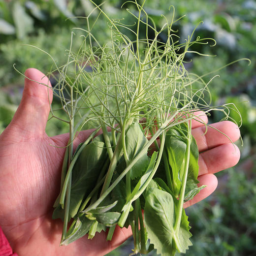 农家豌豆尖  生态种植  每日现摘  新鲜脆嫩  豆香浓郁  200g 商品图3