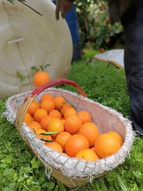 XZG-.广西夏橙  5斤+-0.05/份～22元