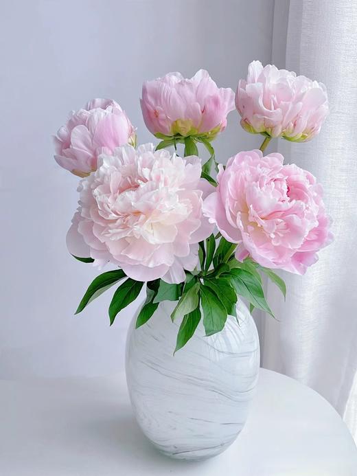 进口品种东方少女芍药花5支 商品图1