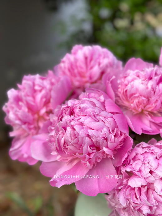 【AB级蓝富士芍药】5支/份 第二份减10元 商品图3