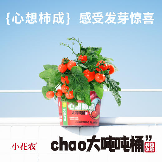 小花农超大吨吨桶种植盆栽幼儿园手工向日葵草莓diy养花养草礼物 商品图0