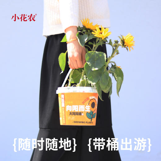 小花农超大吨吨桶种植盆栽幼儿园手工向日葵草莓diy养花养草礼物 商品图2