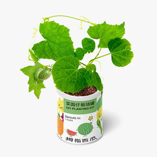 小花农儿童种植小盆栽迷你室内桌面绿植物种子盲盒长草娃娃diy玩具 商品图4