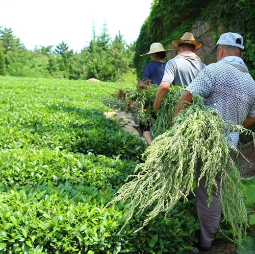 【蕲春艾草精油皂】富含蕲艾精油，天然无害，抑菌 没有添加任何化学香精、防腐剂 天然植物精油皂化而成，蕲艾精油皂100g*2块 商品图10