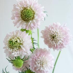 配花-松虫草-粉色