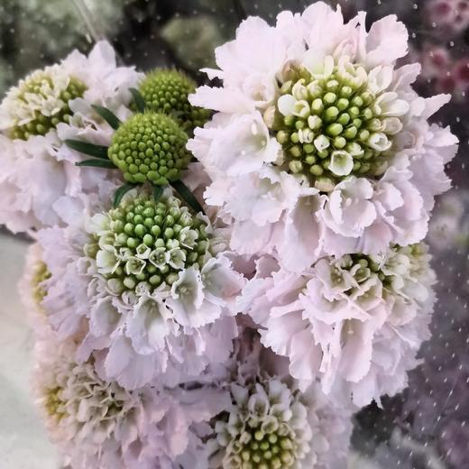 配花-松虫草-粉色 商品图1