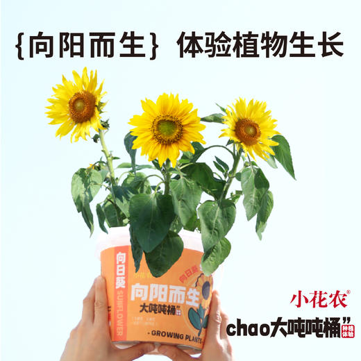 小花农超大吨吨桶种植盆栽幼儿园手工向日葵草莓diy养花养草礼物 商品图4