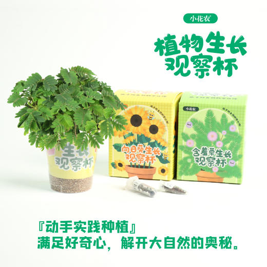 小花农植物观察杯儿童学生益智科教玩具蔬果植物花卉观察 商品图2