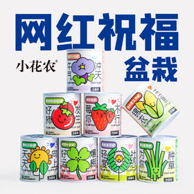 幼儿园小学种植盆栽网红款祝福盆栽绿植小花农种植摆件