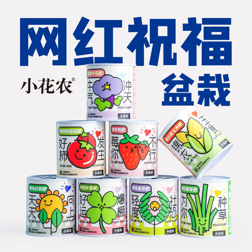 幼儿园小学种植盆栽网红款祝福盆栽绿植小花农种植摆件 商品图0