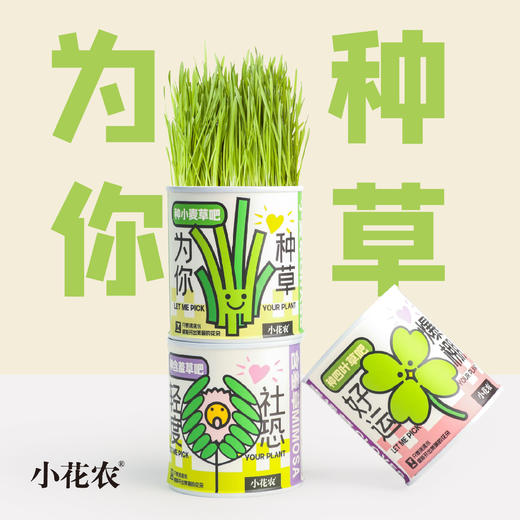 幼儿园小学种植盆栽网红款祝福盆栽绿植小花农种植摆件 商品图2