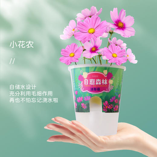 小花农桌面盆栽自愈森林系列创意礼品趣味办公桌绿植摆件 商品图1