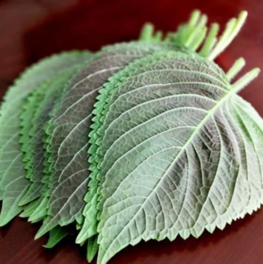 安之尚品有机紫苏100G 商品图3