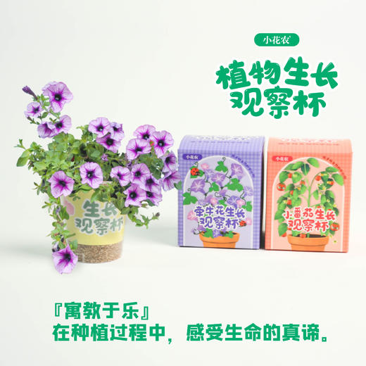 小花农植物观察杯儿童学生益智科教玩具蔬果植物花卉观察 商品图3
