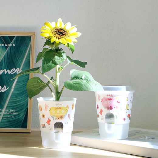 小花农自吸水系列农场盆栽植物观察发芽幼儿园儿童种植diy 商品图5