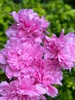 A级晴雯芍药花热卖 商品缩略图6
