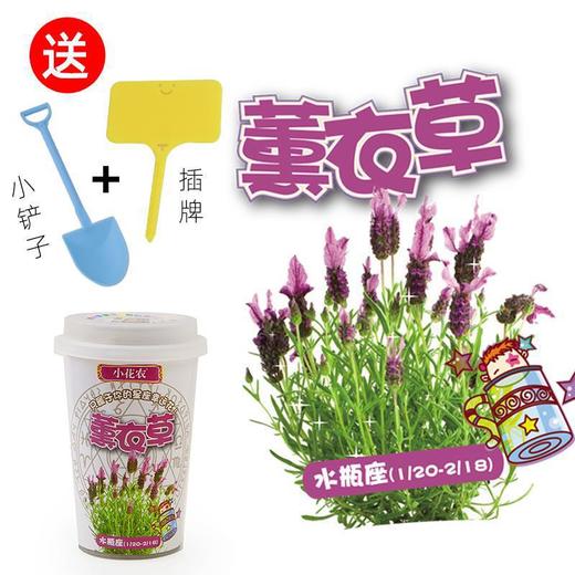 小花农十二星座幸运花 创意益智手工DIY盆栽stem套装植物学生奖品 商品图4
