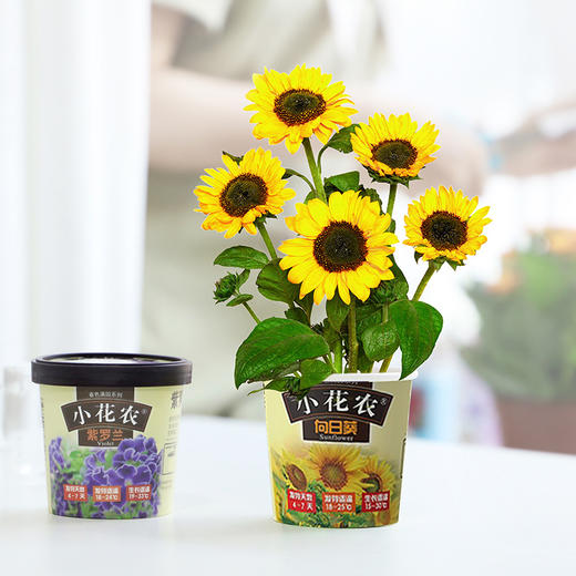 小花农春色满园DIY种植科普亲子互动玩具盆栽礼物 商品图0