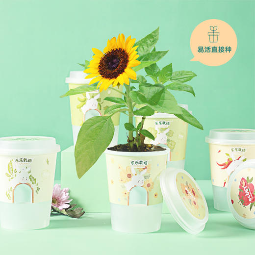 小花农种植物盆栽儿童diy办公室内创意桌面花卉绿植 商品图1