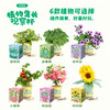 小花农植物观察杯儿童学生益智科教玩具蔬果植物花卉观察 商品缩略图1