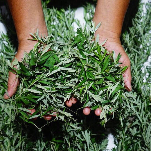 【蕲春艾草精油皂】富含蕲艾精油，天然无害，抑菌 没有添加任何化学香精、防腐剂 天然植物精油皂化而成，蕲艾精油皂100g*2块 商品图2